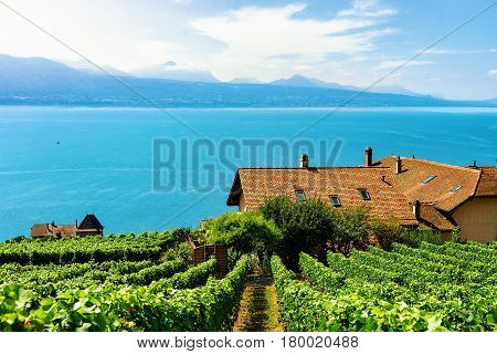Swiss Chalets Near Vineyard Terrace Hiking Trail Of Lavaux Switzerland