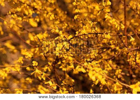 Flowering branches of a border forsythia (Forsythia x intermedia)