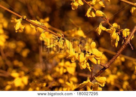 Flowering branches of a border forsythia (Forsythia x intermedia)