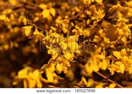 Flowering branches of a border forsythia (Forsythia x intermedia)