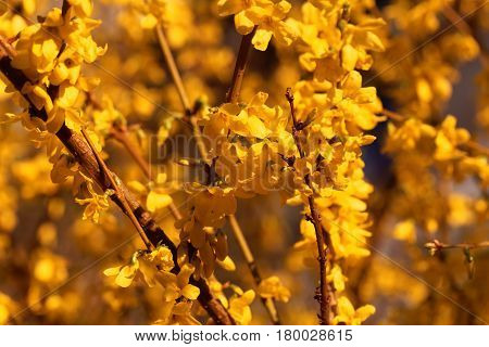 Flowering branches of a border forsythia (Forsythia x intermedia)