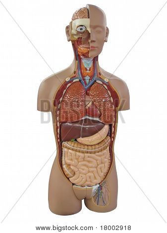 Modello di anatomia
