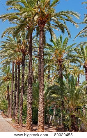 Palmeral Of Elche Valencian In Spain