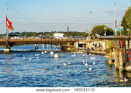 White Swans And People At Geneva Lake In Summer Switzerland