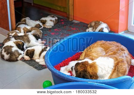 Saint Bernard Adult Dog With Puppies Sleeping At Kennel Martigny