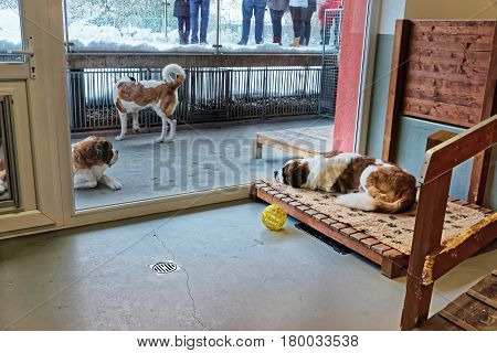Saint Bernard Adult Dogs In Breeding Kennel Martigny