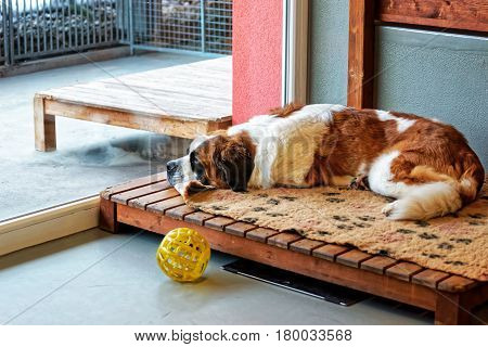 Saint Bernard Dog Lying In Breeding Kennel Martigny