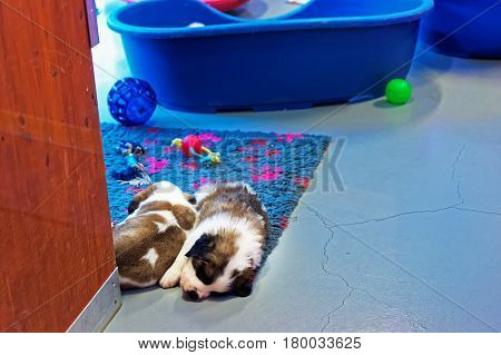 Saint Bernard Puppies Sleeping At Breeding Kennel Martigny