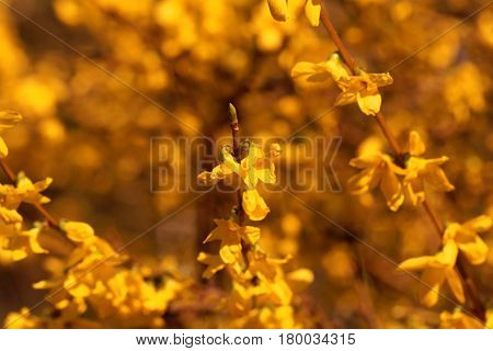 Flowering branches of a border forsythia (Forsythia x intermedia)