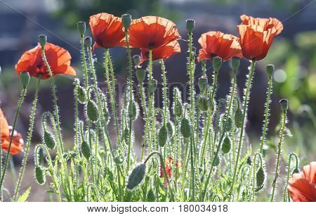 Wild Coquelicot flowers bloom in the beautiful afternoon sunshine