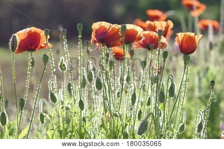 Wild Coquelicot flowers bloom in the beautiful afternoon sunshine