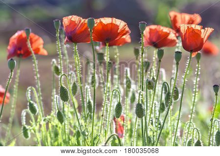 Wild Coquelicot flowers bloom in the beautiful afternoon sunshine
