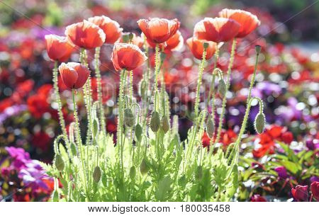 Wild Coquelicot flowers bloom in the sunny sky shimmering as the glorious beauty of the fleeting wings