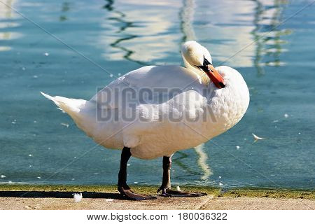 White swan at Lake Geneva promenade in Lausanne Switzerland.