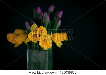 yellow daffodil flowers with pupple tulip blooming in vase with green wall. Dark key. Interior with candle