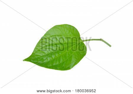 fresh wildbetal leafbush with stem on white background