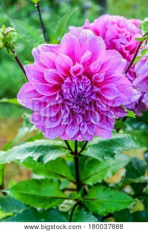 Close up Pink Dahlia flower with dew drops in public park.