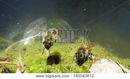 Close-up macro of bee insect sucking water from algae in a garden pond
