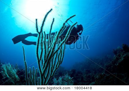 Scuba Diver On A Tropical Reef