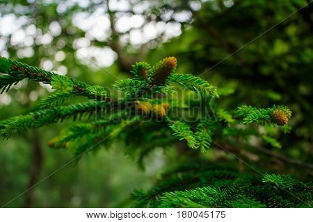 Closeup of fir needles and buds against blurred green forest and sky background in spring time sunny day, shallow depth field