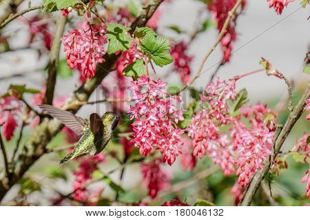 Green Hummingbird Bird Near The Flowers On Blury Background