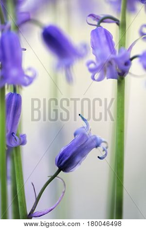 bluebells wildflower macro detail. Hyacinthoides non-scripta or bluebell is a beautiful blue violet spring flowers growing in carpet on the forest floor.