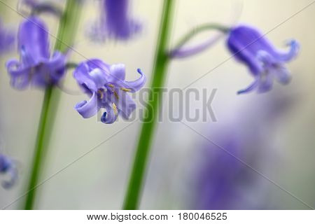 bluebells wildflower macro detail. Hyacinthoides non-scripta or bluebell is a beautiful blue violet spring flowers growing in carpet on the forest floor.