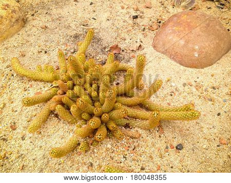 Mammillaria Elongata Dc.