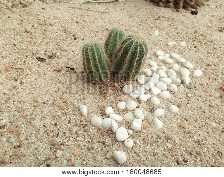 Notocactus Magnificus