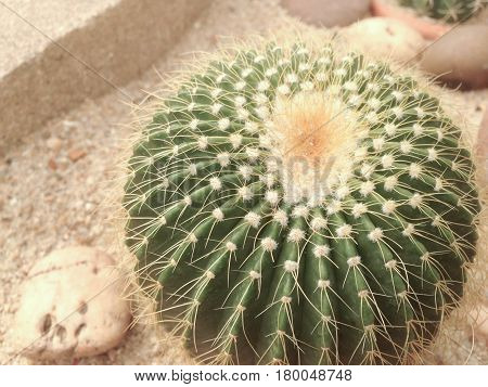 Notocactus
