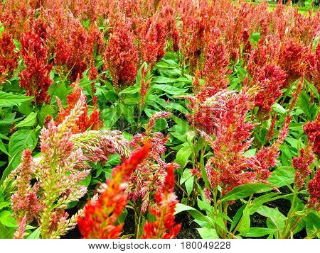 Red Cockscomb Flowers