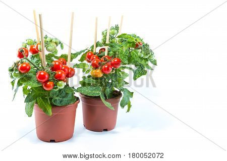 Two Cherry Tomatoes Trees With Mini Fresh Tomatoes Hanging On It, Planted In Brown Pots With White B