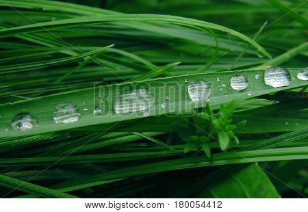 green grass with dew drops and blue bokeh. Morning dew on grass. blurred background water