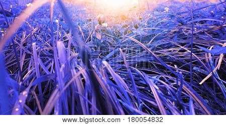 Purple Grass Background plants are field fabulous