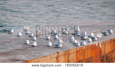 Gulls on the sea at the pier in the summer