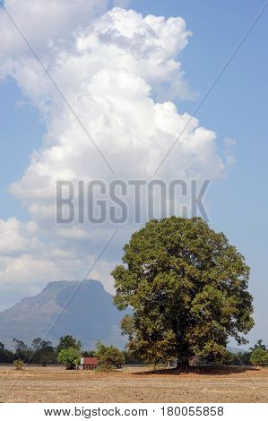 Rural Landscape At Champasak