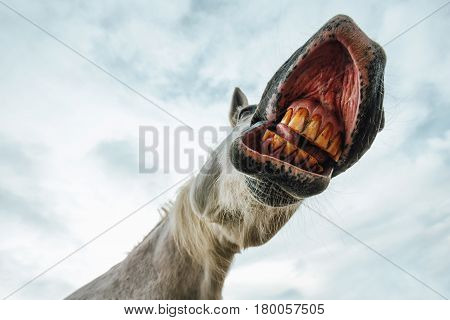 Funny low angle view of grinning white horse's mouth and teeth against the sky selective focus
