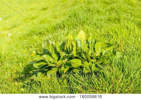 Fresh green broad-leaved dock or Rumex obtusifolius plants between the blades of grass growing at the of a Dutch dike on a sunny day in the spring season.