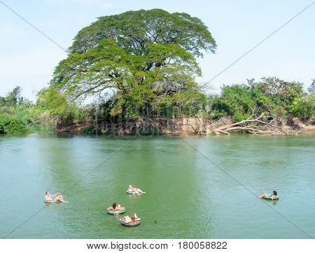 Big Tree On Mekong River At Don Det Island