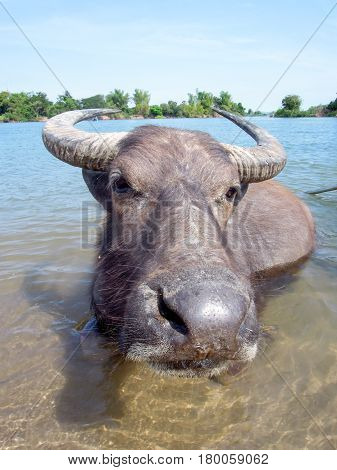 Water Buffalo Taking A Bath On River Mekong