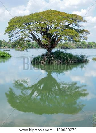Big Tree On Mekong River At Don Det Island