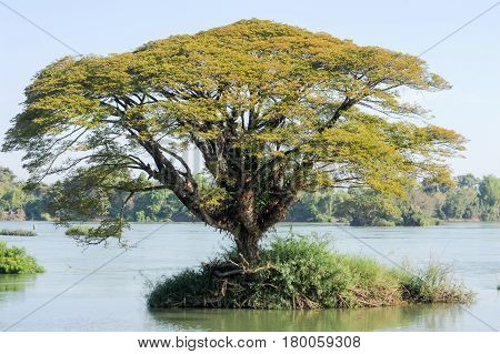 Big Tree On Mekong River At Don Det Island