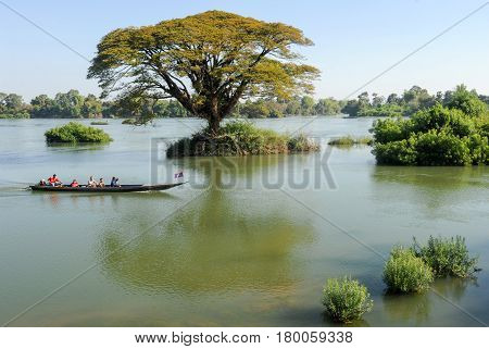 Big Tree On Mekong River At Don Det Island