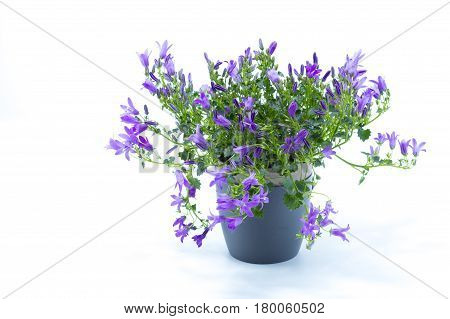 Campanula Addenda Or Bellflowers Isolated On White Background