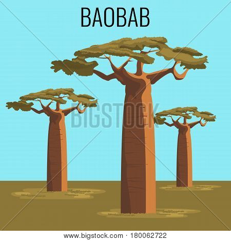 African baobab tree illustration. Vector illustration of powerful plant in realistic style