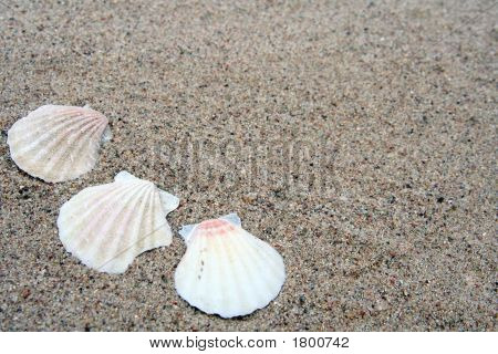 Shell