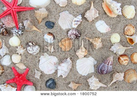 Shell