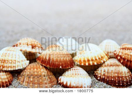 Shell