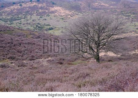 Heathland At The Posbank In Rheden, National Park Veluwe, Netherlands