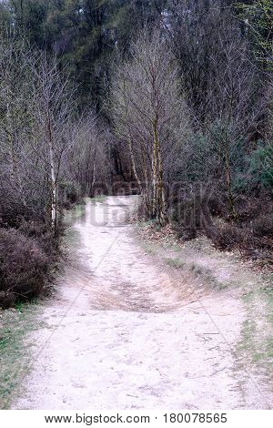 Path And Trees At The Posbank In Rheden, National Park Veluwe, Netherlands
